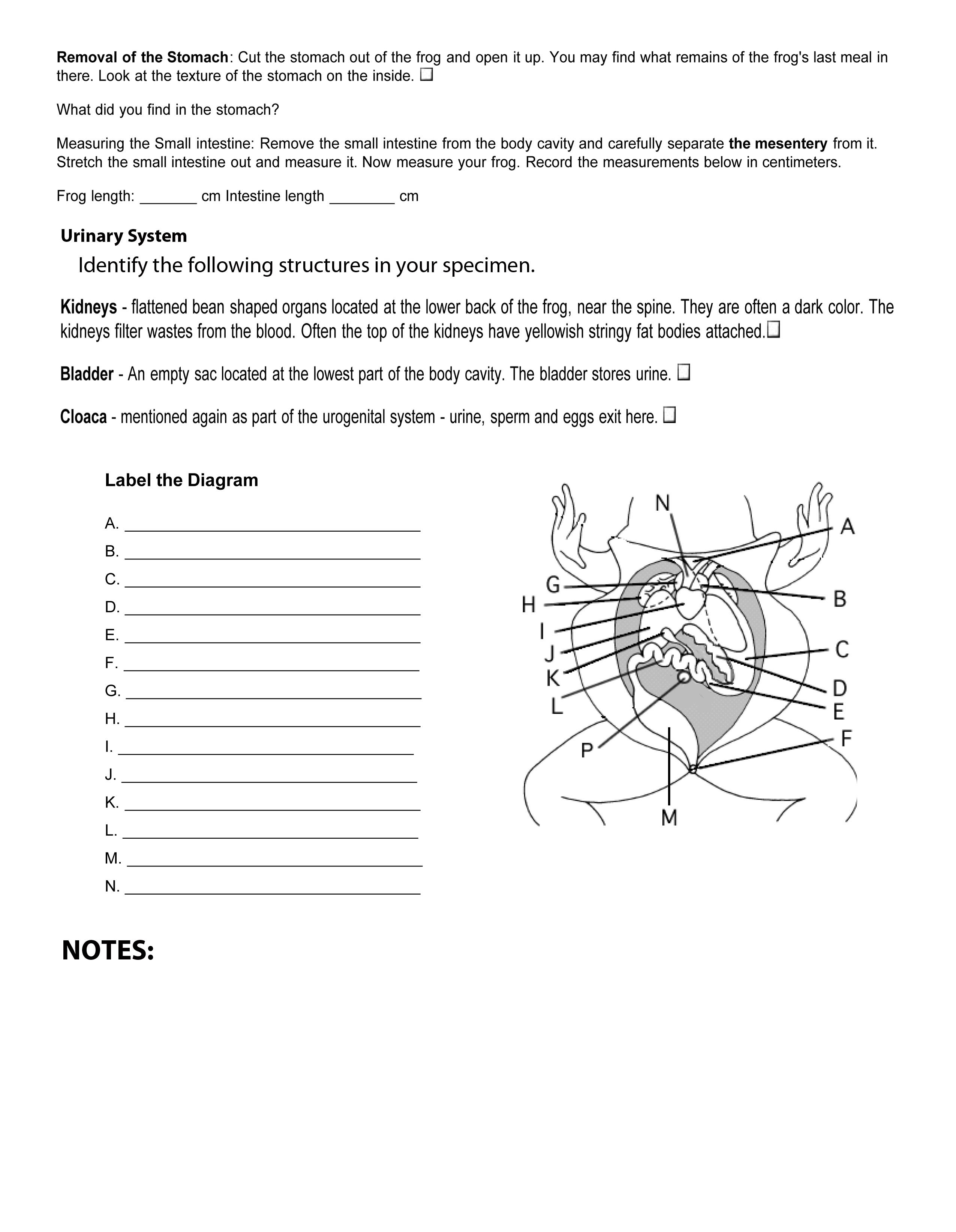 Frog Dissection Worksheet Answers 5Th Grade Math Worksheets Writing Or Frog Dissection Worksheet Answers