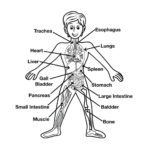 Fun Human Body Facts For Kids As Well As Muscle Worksheets For Kids