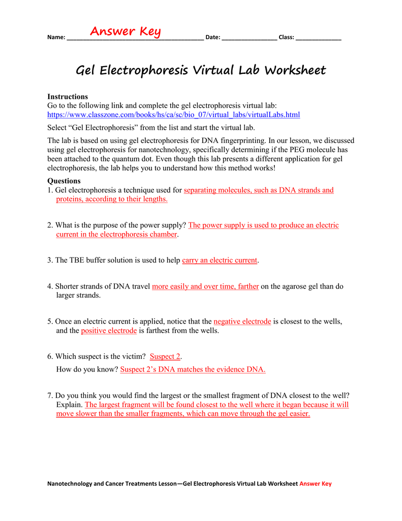 Gel Electrophoresis Virtual Lab Worksheet Answer Key Intended For Virtual Gel Electrophoresis Lab Worksheet