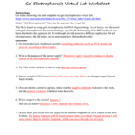 Gel Electrophoresis Virtual Lab Worksheet Answer Key Together With Gel Electrophoresis Worksheet