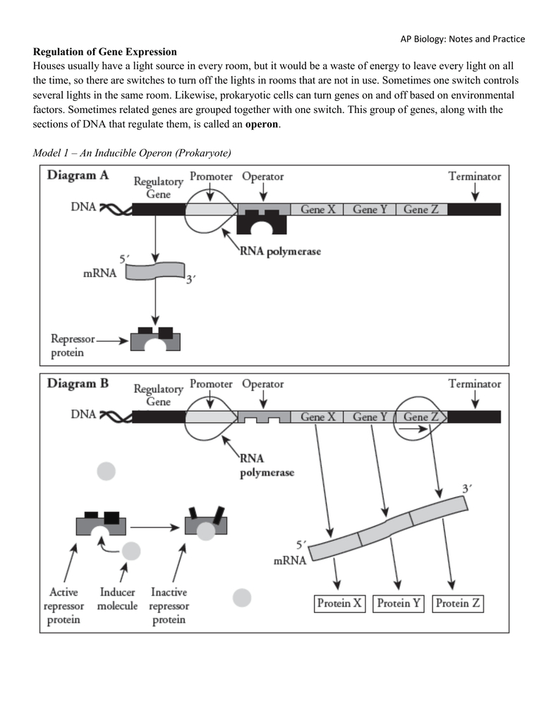 Gene Control Inside Control Of Gene Expression In Prokaryotes Pogil Worksheet Answers