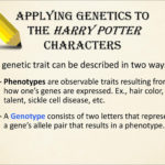 Genetics In Harry Potter's World Lesson 1  Ppt Download Intended For Harry Potter Genetics Worksheet