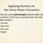 Genetics In Harry Potter's World Lesson 1  Ppt Download Regarding Harry Potter Genetics Worksheet
