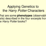 Genetics In Harry Potter's World  Ppt Download Also Harry Potter Genetics Worksheet