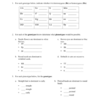 Genetics Practice Problems Worksheet For Genetics Problems Worksheet 1 Answers
