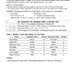 Genetics Problems 3 Along With Genetics Problems Worksheet 1 Answers