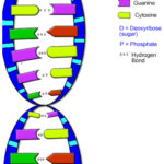 Geneticsblake Everett Along With Double Helix Coloring Worksheet Answers