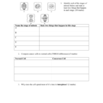 Grade 10 Science Practice Quiz – Cell Cycle Cancer And Tissues And The Cell Cycle And Cancer Worksheet