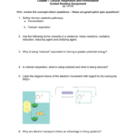 Guided Reading Ch 7 Also Cellular Respiration Overview Worksheet Chapter 7 Answer Key