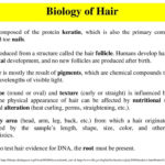 Hairs  Fibers Forensic Science  Ppt Download Inside Hair And Fiber Evidence Worksheet Answers
