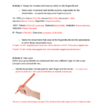 Hand Grip  Hand Grip Biomechanics  Essentials Of Musculoskeletal For Joints And Movement Worksheet