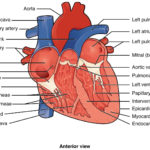 Heart Valves And The Cardiac Cycle Worksheet Answers  Briefencounters Together With Heart Valves And The Cardiac Cycle Worksheet Answers