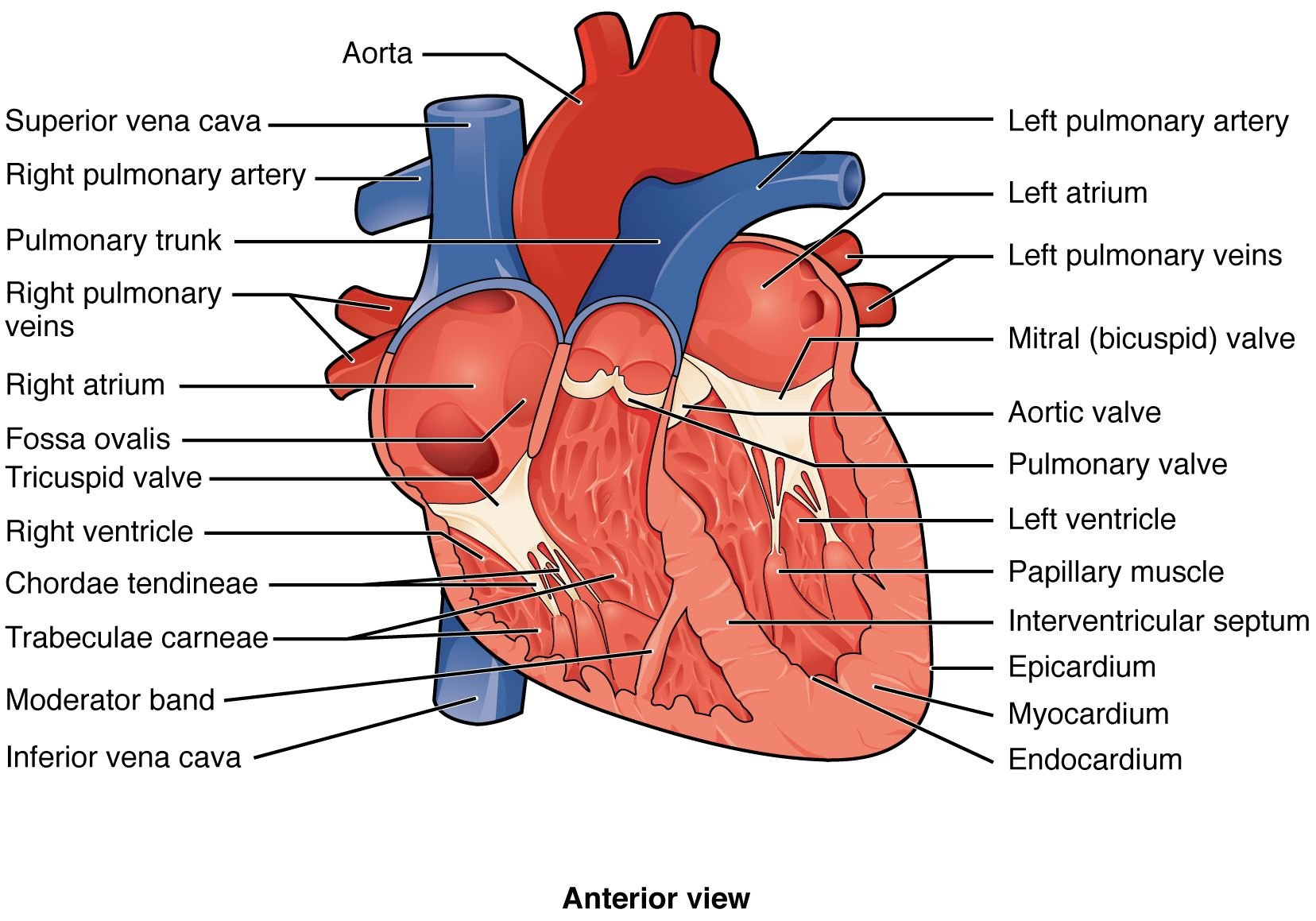 Heart Valves And The Cardiac Cycle Worksheet Answers  Briefencounters Together With Heart Valves And The Cardiac Cycle Worksheet Answers
