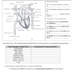 Heart Worksheet Also Human Heart Walk Thru Worksheet Answers