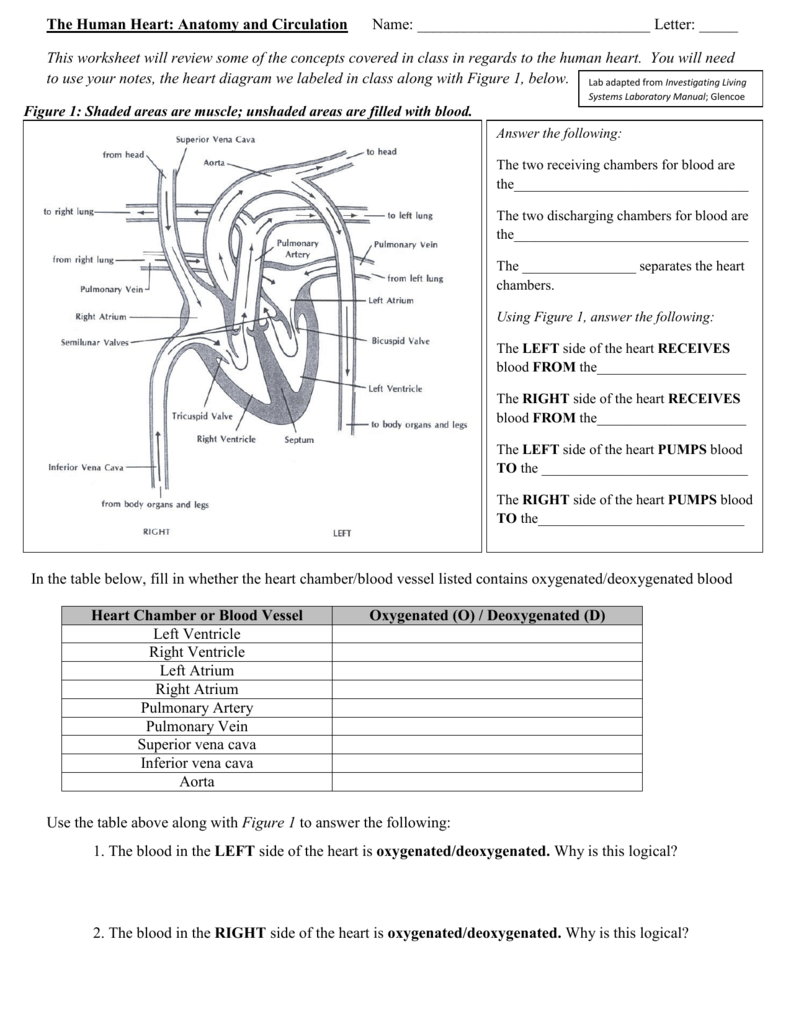 Heart Worksheet Also Human Heart Walk Thru Worksheet Answers