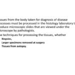 Histological Techniques Processing Of Tissues For Paraffin Regarding Tissue Worksheet Section A Intro To Histology