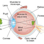 How Do We See Light  Ask A Biologist As Well As The Eye And Vision Anatomy Worksheet Answers