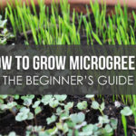 How To Grow Microgreens The Beginner's Guide Or Growing Media For Landscape Plants Worksheet