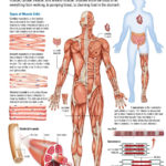 Human Body Muscular System  Carolina With Muscular System Worksheet Answers