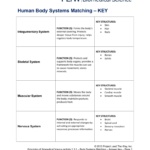Human Body Systems Matching – Key Throughout The Framework Of The Body Worksheet Answers