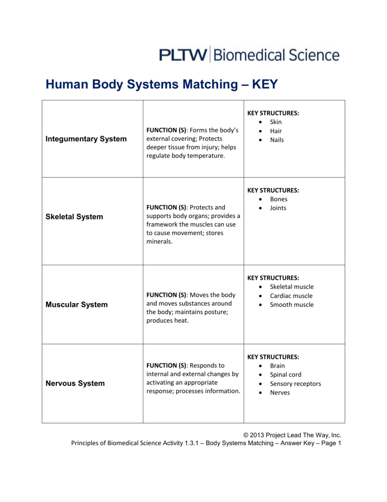 Human Body Systems Matching – Key Throughout The Framework Of The Body Worksheet Answers