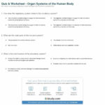 Human Body Systems Worksheet Answer Key  Briefencounters With Regard To Human Body Systems Worksheet Answer Key