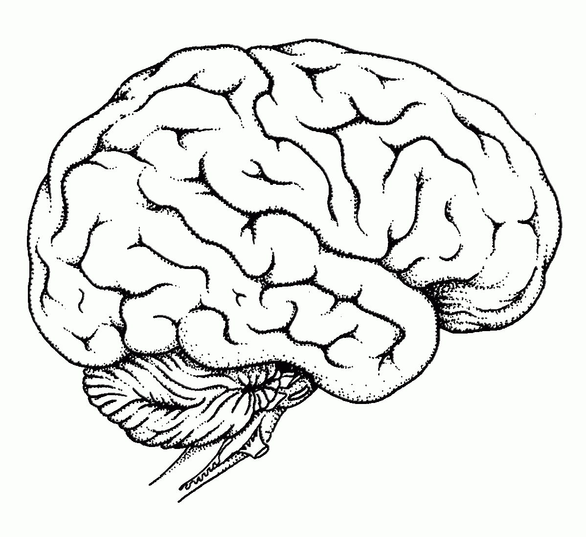 Human Brain Coloring Page  Coloring Home Within Brain Coloring Worksheet