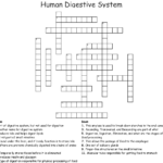Human Digestive System Crossword  Wordmint Pertaining To The Human Digestive Tract Worksheet Answers
