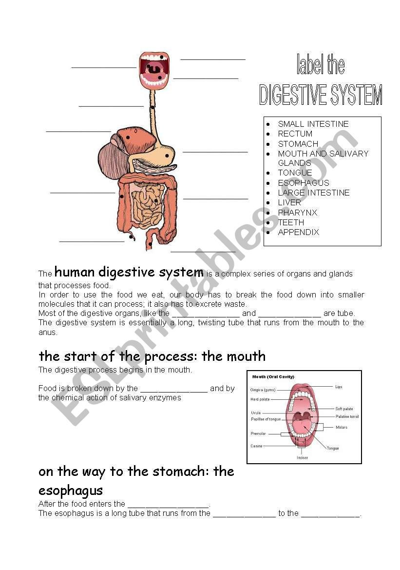 Human Digestive System  Esl Worksheetcarcarla For The Human Digestive System Worksheet Answers