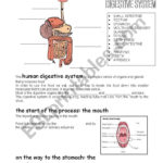Human Digestive System  Esl Worksheetcarcarla Pertaining To The Human Digestive Tract Worksheet Answers