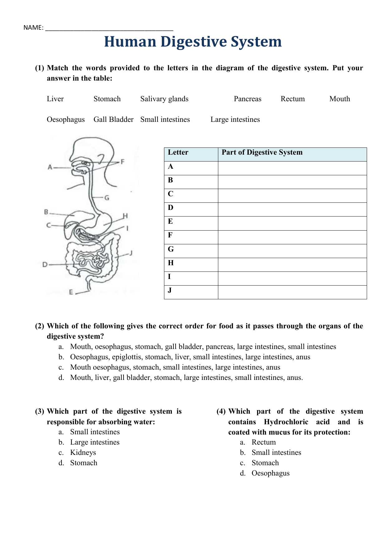 Human Digestive System Worksheet Throughout Digestive System Worksheet Answer Key