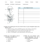 Human Digestive System Worksheet Together With The Human Digestive Tract Worksheet Answers