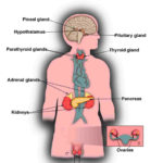 Human Endocrine System Diagram  Diagram Of Anatomy Regarding Human Endocrine Hormones Worksheet