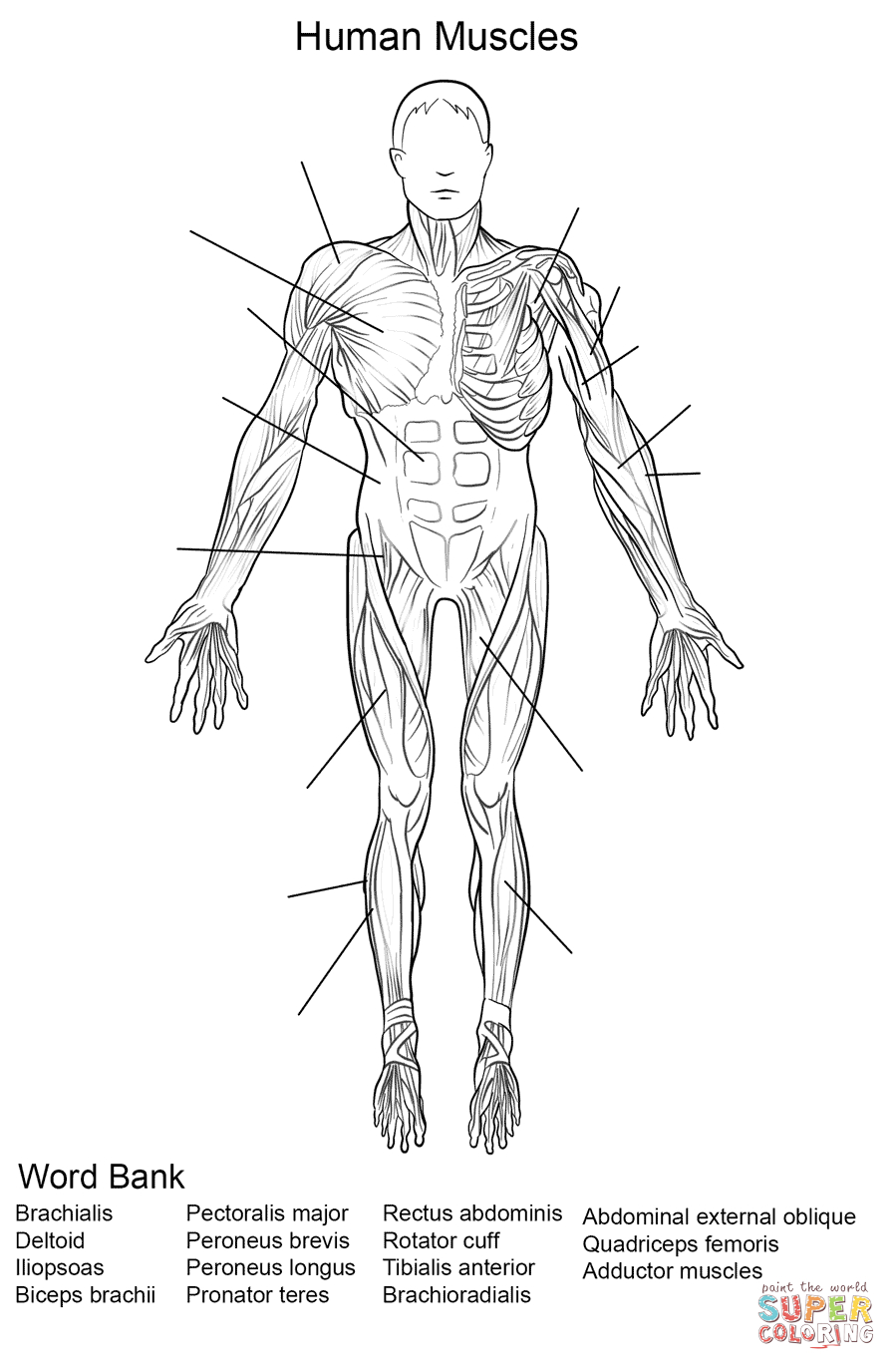 Human Muscles Front View Worksheet Coloring Page  Free Printable Regarding Muscle Worksheets For Kids