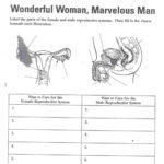 Human Reproductive Anatomy Worksheet  Diagram Of Anatomy Within Female Reproductive System Worksheet
