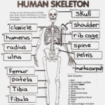 Human Skull Labeling Worksheet Printable  Printable Worksheet 11 Together With Skull Labeling Worksheet