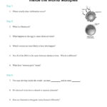 In The Womb Questions For In The Womb National Geographic Worksheet