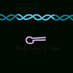 Intro To Gene Expression Central Dogma Article  Khan Academy And Gene Regulation And Expression Worksheet Answers