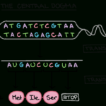 Intro To Gene Expression Central Dogma Article  Khan Academy For Transcription And Translation Coloring Worksheet Answers