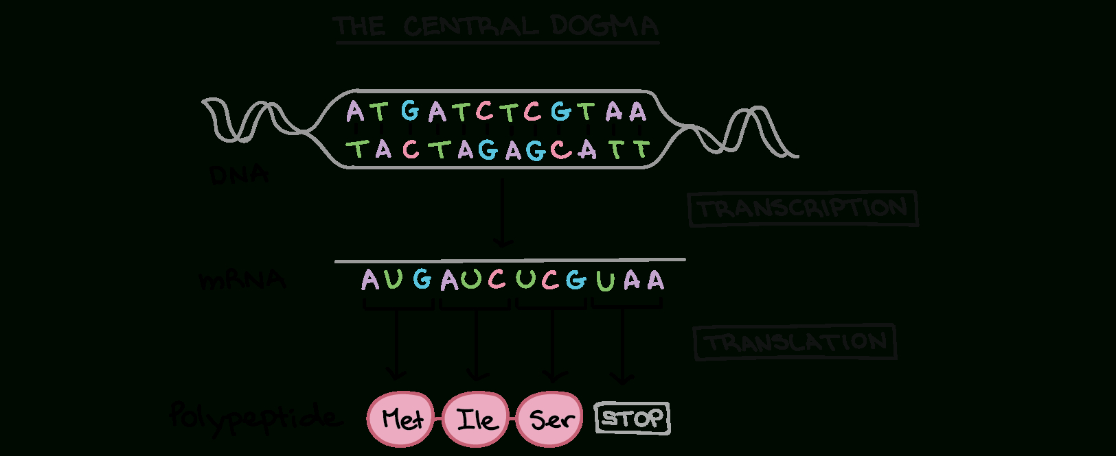 Intro To Gene Expression Central Dogma Article  Khan Academy For Transcription And Translation Coloring Worksheet Answers