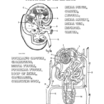 Intro To Urinary System Worksheet For Urinary System Activity Worksheet