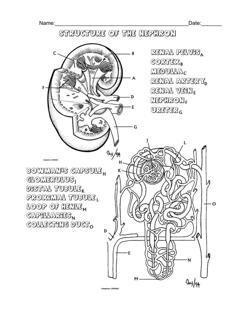 Intro To Urinary System Worksheet For Urinary System Activity Worksheet