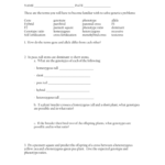 Introduction To Genetics Problem Solving With Introduction To Genetics Worksheet