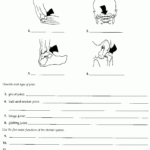 Joints And Movement Worksheet  Oaklandeffect Regarding Joints And Movement Worksheet