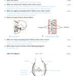 Joints  Movement Worksheet In Joints And Movement Worksheet