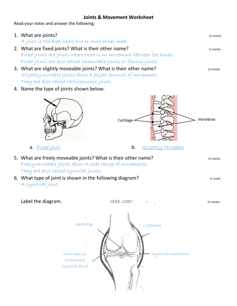 Joints  Movement Worksheet With Joints Worksheet Answers