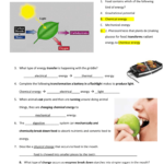 Key To Study Guide Digestion Energy Transformation And Work Also Energy Transformation Game Worksheet Answer Key