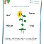 Kindergarten Learning  Match The Parts Of A Plant Throughout Plant Worksheets For Kindergarten