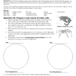 Lab Cell Microscope Observation Activity With Regard To Microscope Slide Observation Worksheet