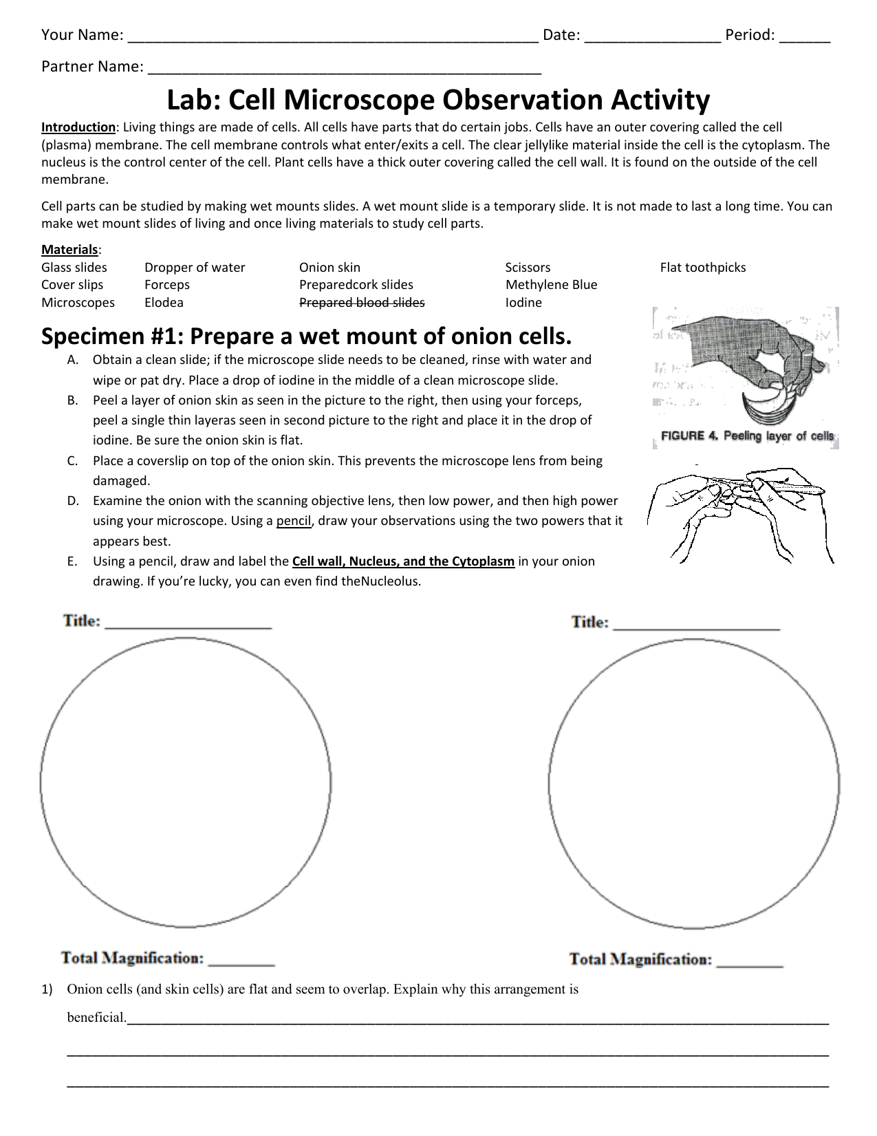Lab Cell Microscope Observation Activity With Regard To Microscope Slide Observation Worksheet